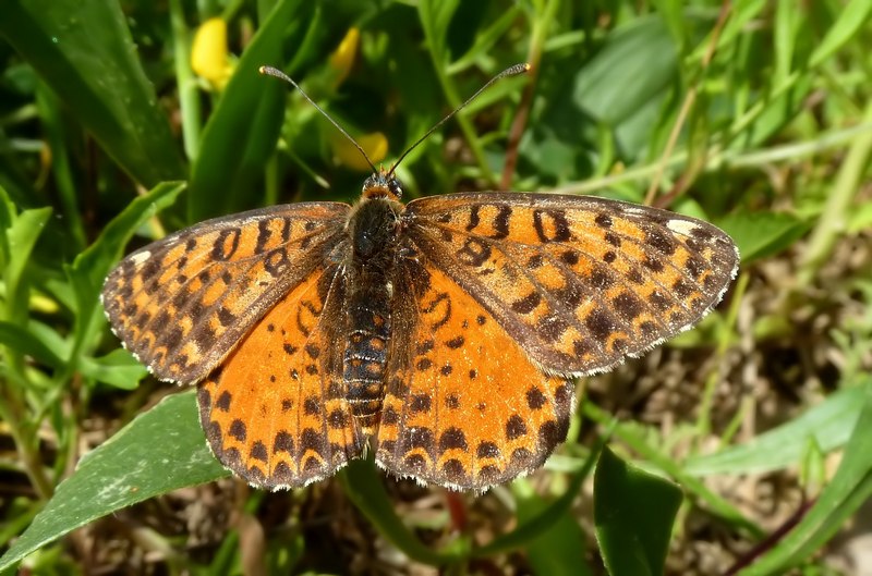 femmine di didyma...